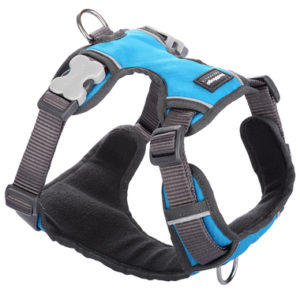 Red Dingo Padded Harness - Turquoise