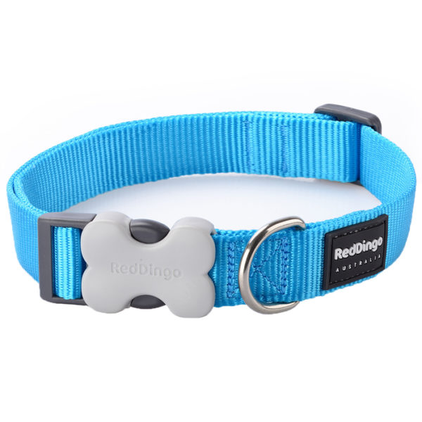 Red Dingo Classic Dog Collar - Turquoise