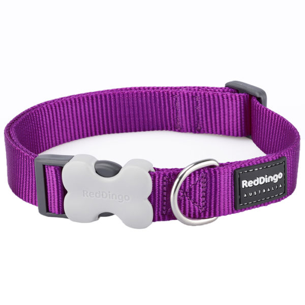 Red Dingo Classic Dog Collar - Purple