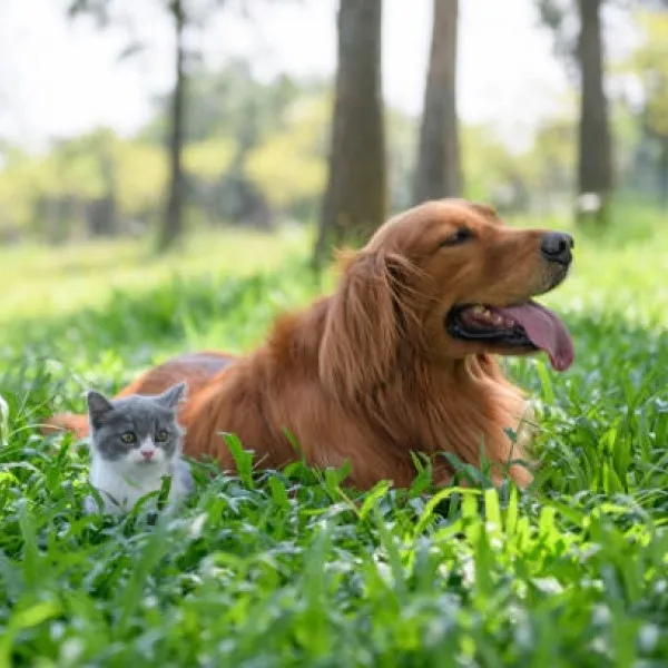 Feclab Dog and Cat Worm Count Kit