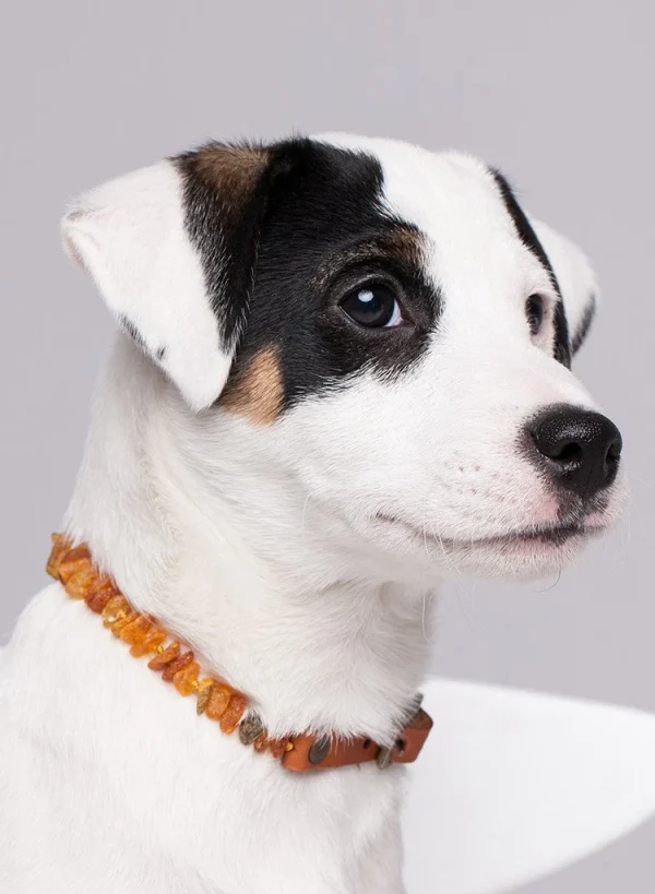 Baltic Secret Amber Collars for Dogs and Cats with an adjustable Leather Strap - Image 2